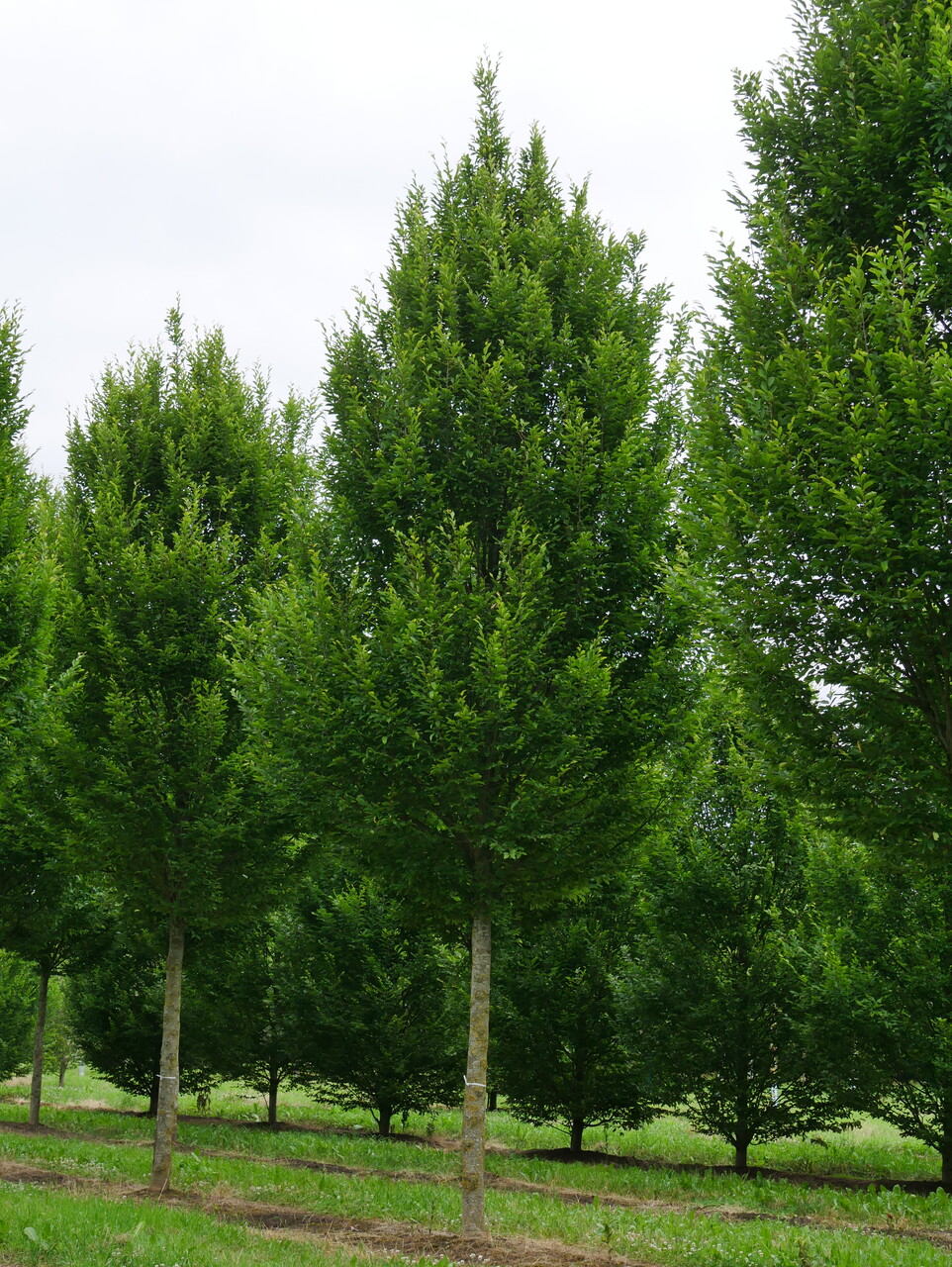 Carpinus Betulus Fastigiata Charme Fastigi Van Den Berk P pini res carpinus-betulus-fastigiata-charme-fastigi-van-den-berk-p-pini-res